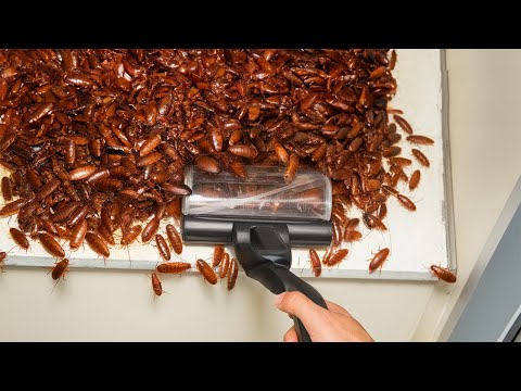 why did i VACUUM these COCKROACHES..