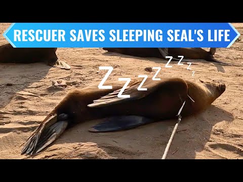 Rescuer Saves Sleeping Seal's Life