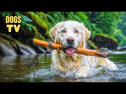 Ultimate TV for Dogs: Anti Anxiety & Boredom Busting Videos with Music for Dogs | Calming Dogs Music