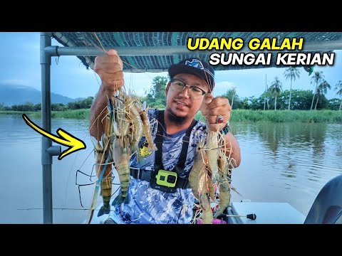 GASAK! DISERANG Udang Galah Sungai Kerian