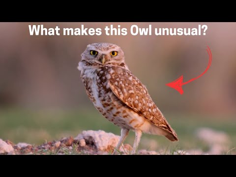 4 Unique and Unusual Owls