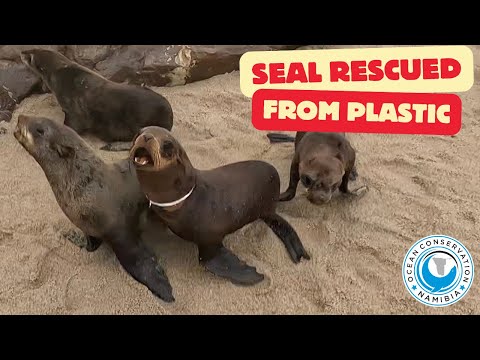 Seal Rescued From Plastic