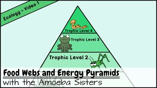 Food Webs and Energy Pyramids: Bedrocks of Biodiversity