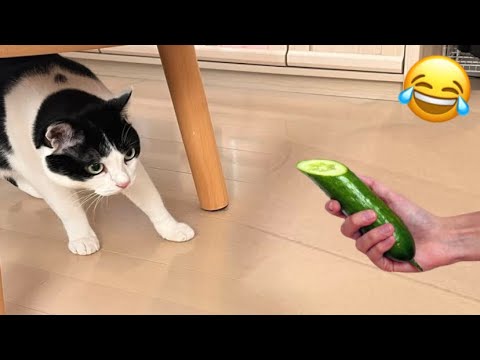 Focus…Funny Cats Videos Clips😂| Funny Compilation 2025