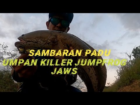 casting haruan temerloh pahang.. umpan killer jumpfrog.. sambaran padu