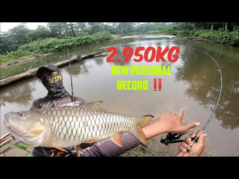 SEBARAU BERSAIZ MONSTER BERJAYA DIDARATKAN #topwater #hampala