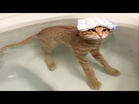 Cats Bathing Videos🤣Funny Reaction|| Try Not To Laugh || Kitty Vines