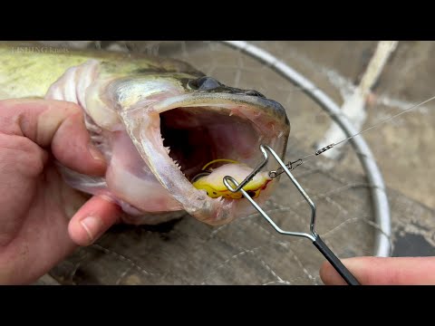 The easiest way to remove hooks from deep seated fish with minimal damage