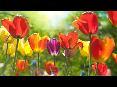 Beautiful Relaxing Soothing Music, Peaceful  Music, "The Heart of Spring" by Tim Janis