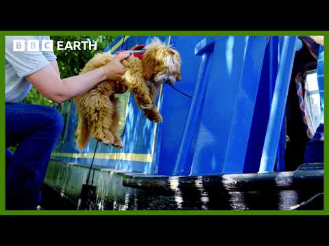 Puppy Goes on First Ever Summer Holiday | Wonderful World of Puppies | BBC Earth