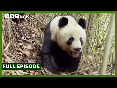 FULL EPISODE: Land of the Panda | Wild China | BBC Earth