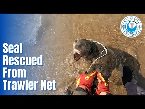 Seal Rescued From Trawler Net