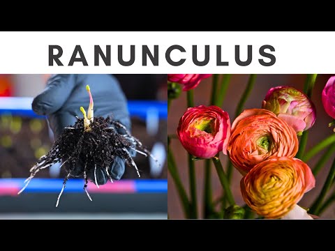 How to grow Ranunculus: From soaking to potting up corms