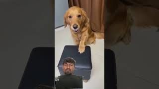 funny animal videos #pets #funnyanimlas #fuunypets #goldenretriever #animals #funyanimals #funny