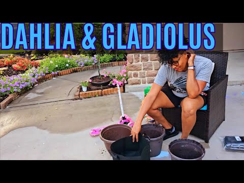 Container Gardening: Planting Dahlias & Gladiolus in pots 🪴😊🌱