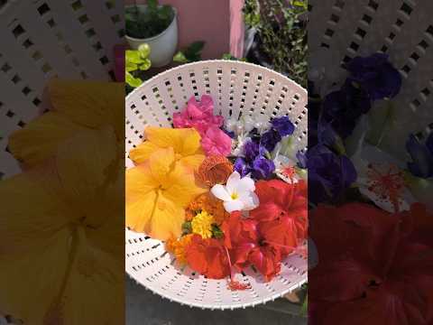 #harvestingvideo  #flowerharvesting  #terracegardening  #rooftopgardening  #shorts