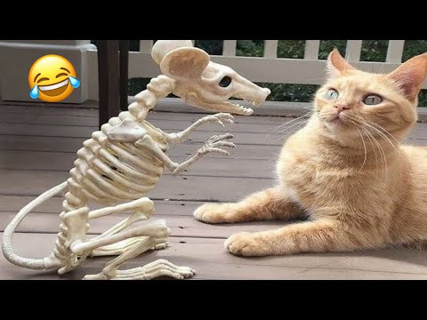 Try not to laugh🤣 || Funny Cat And Dog Videos Funny Compilation Memes 04