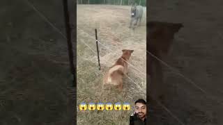 #funnyanmials #funyanimals #animals #funny #funnyanimals 😱😱😱😱😱😱😱😱😱😱😭🐕‍🦺😭😭😭😭😭