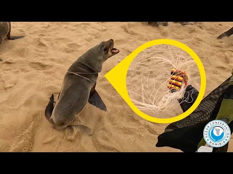 Trapped by Fishing Line Built to Kill – Seal Rescue in Action