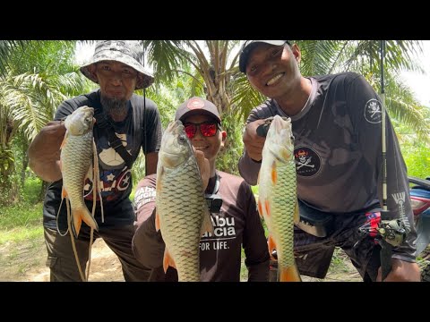 TRIO RANDUK MEMBURU IKAN SEBARAU/HAMPALA #topwater