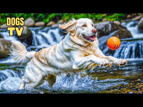 🔴Ultimate Stress Relief TV for Dog: Anti Anxiety & Boredom Busting Video with Calming Music for Dog!