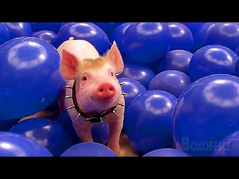 Balloons Everywhere | Babe: Pig in the City | CLIP