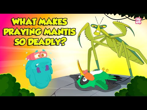 Praying Mantis - Deadliest Insect Ever | Kung Fu Mantis | Insects That Camouflage | Dr. Binocs Show