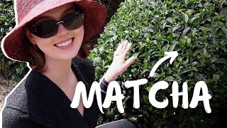 What makes Matcha special?? I traveled to Japan to find out..