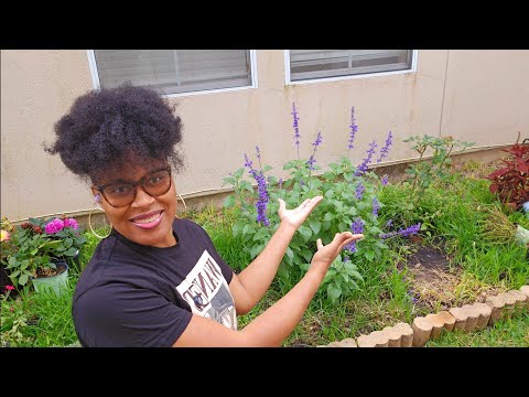 Transplanting SALVIA to the side garden 💜🌱