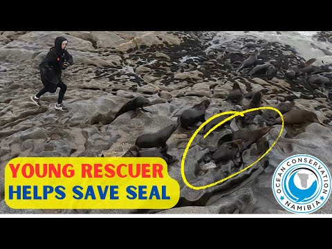 Young Rescuer Helps Save Seal