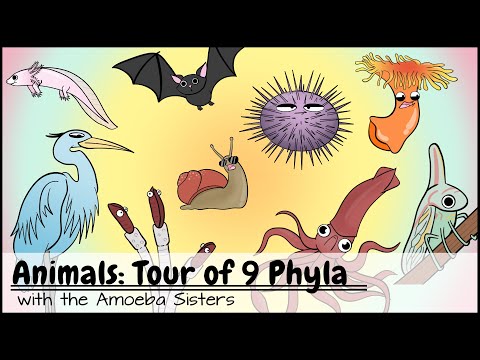 Animals: Tour of 9 Phyla