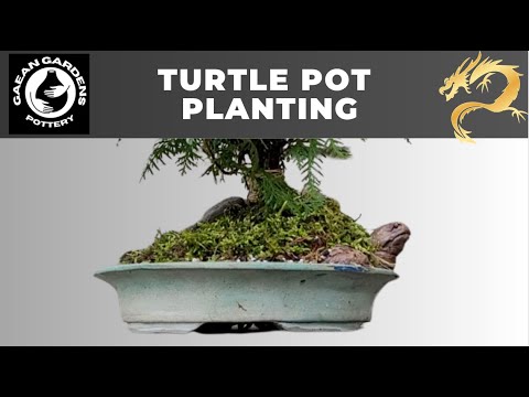 Turtle Island p.4- the planting- root over sculpture bonsai on a custom made pot