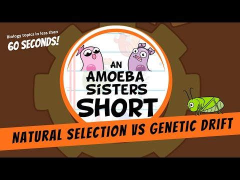 Natural Selection vs Genetic Drift - Amoeba Sisters #Shorts