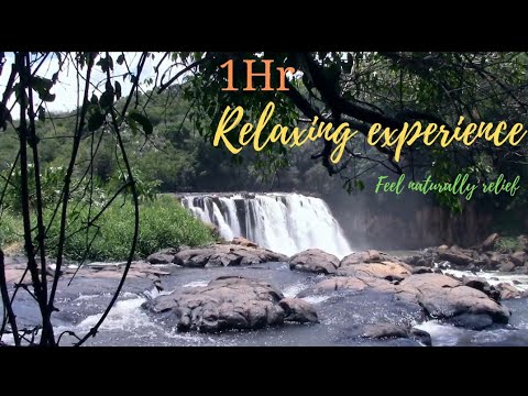 Relaxing Music with Nature Sounds (Waterfall, Singing Birds & Nightingale) - Feel Naturally Relief