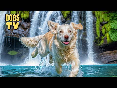 🔴Ultimate Stress Relief for Dogs: Anti Anxiety & Boredom Busting Videos with Music for Dogs ● DOG TV