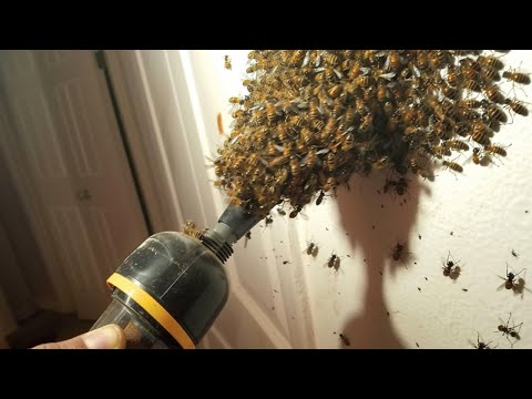 why did i VACUUM these BEES.. (huge mistake)