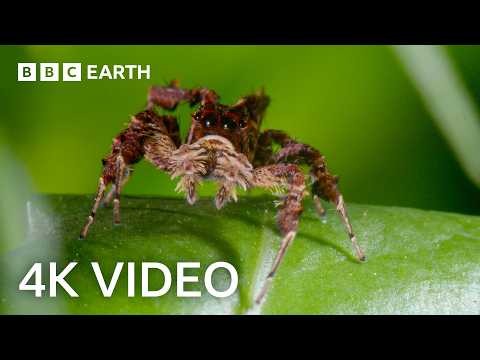 3 Hours of Incredible 4K Nature Footage | BBC Earth