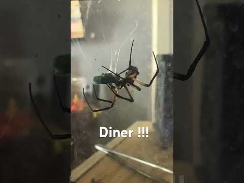 Spider has diner during Taylor swift eras tour concert on YouTube