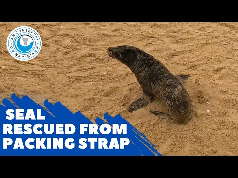 Seal Rescued from Packing Strap