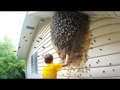 he grabbed a BEEHIVE... (big mistake)