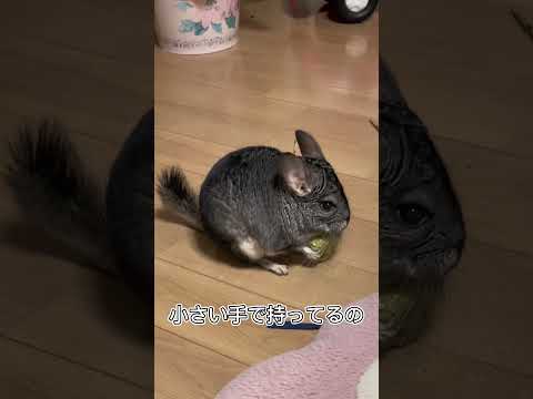 チンチラが牧草クッキー食べる姿がかわいい♥️#チンチラ #shorts #食べる