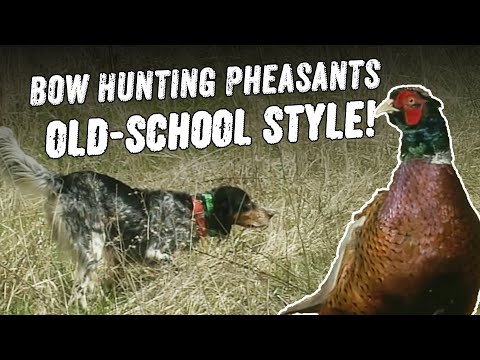 Throwback Hunt: Bow Hunting Pheasants Like the Old Days