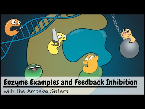 Enzyme Examples, Cofactors/Coenzymes, Inhibitors, and Feedback Inhibition