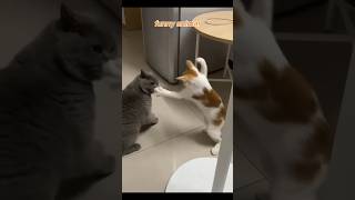 FUNNY ANIMAL 😂 | Funny cat compilation | cute cats 🐱 #shorts #funyanimals