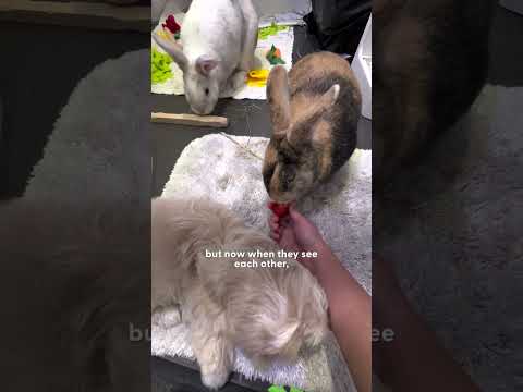 Dog Raised By Bunnies Thinks He's One Of Them | The Dodo