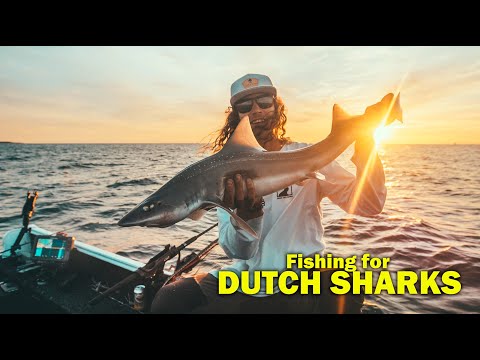 Dusk till Dawn Fishing - Fishing for DUTCH SHARKS // Vissen op Nederlandse HAAI