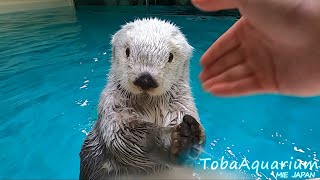 《鳥羽水族館》　ラッコのメイちゃんの可愛いとこどり