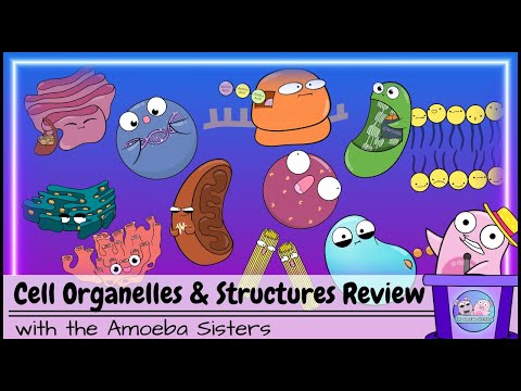 Cell Organelles and Structures Review