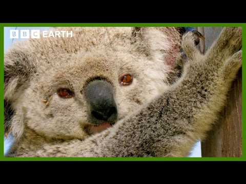 Koala Camera Shows Search for New Home | Animals With Cameras | BBC Earth