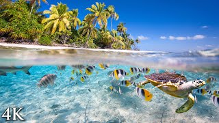 11 HOURS Stunning 4K Underwater footage + Music | "Tahiti Reef Relaxation"  Ambient Nature Film